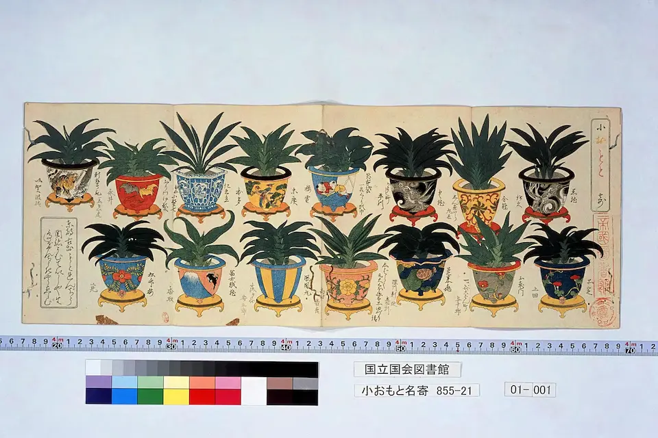 小おもと名寄 〔1〕