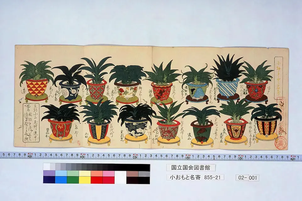 小おもと名寄 〔2〕