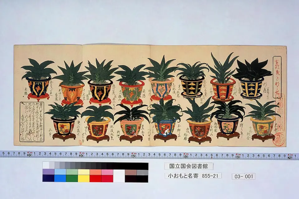 小おもと名寄 〔3〕