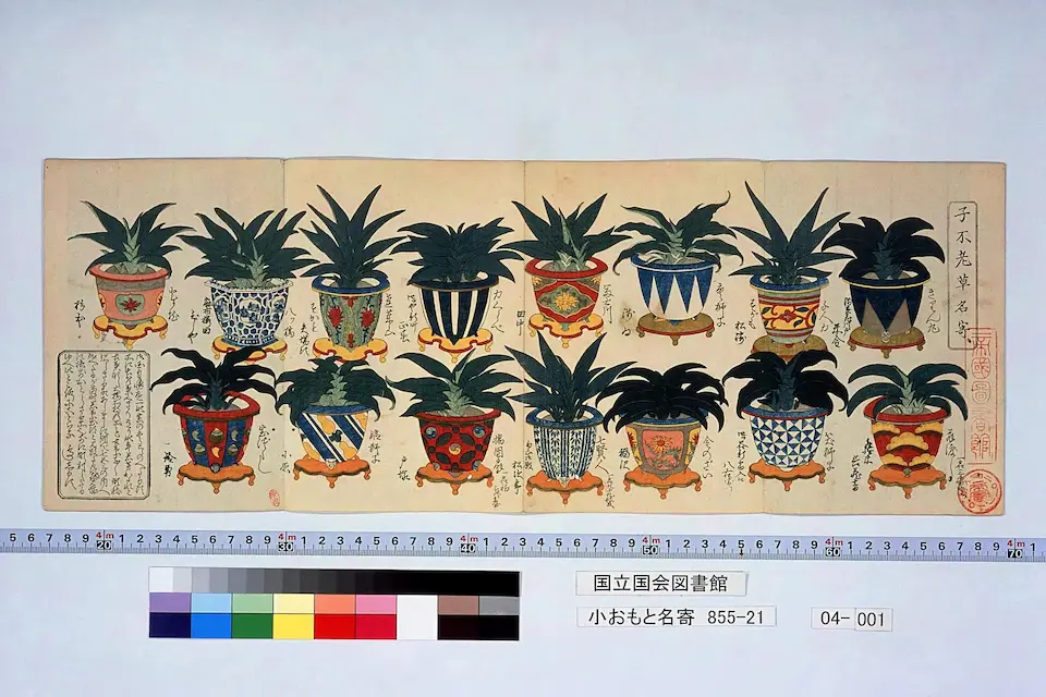 小おもと名寄 〔4〕