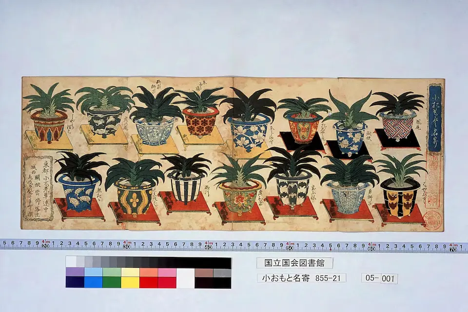 小おもと名寄 〔5〕